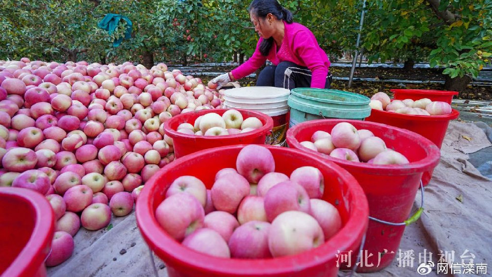 河北甜蜜之旅，探索甜蜜之源與未來展望